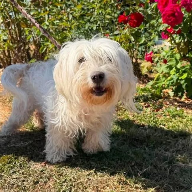 Nina - Chien Bichon à poil frisé à adopter