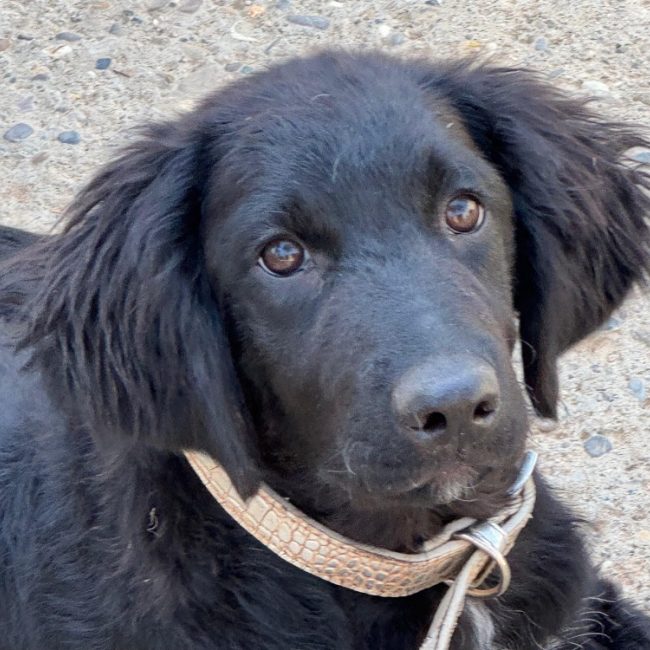 Echo - Chien Border Collie à adopter