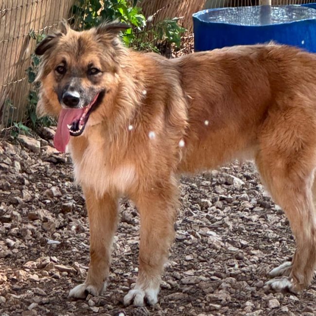 Gustave - Chien Berger à adopter