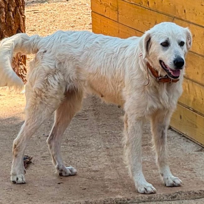 Tosca - Chien Berger des Pyrénées à adopter