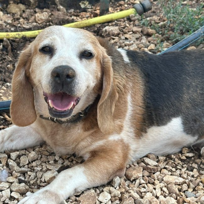 Chouquette - Chien Beagle à adopter