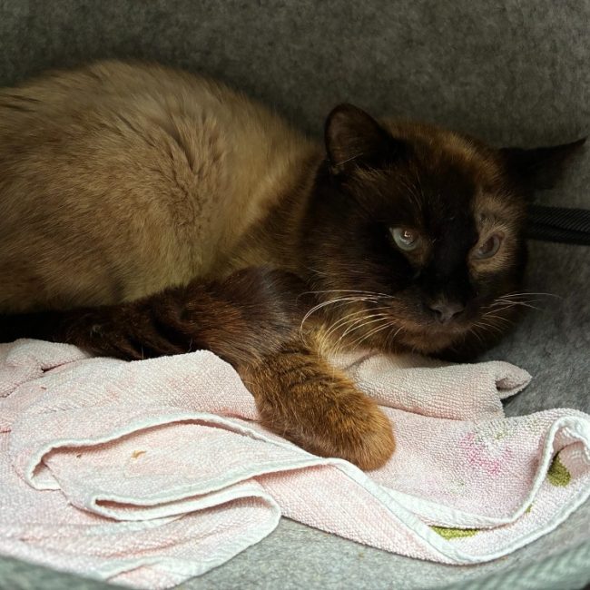 Cacao - Chat Européen à adopter