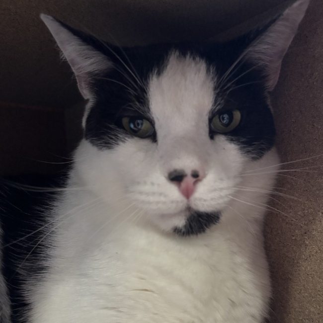 Nanou - Chat Européen à adopter