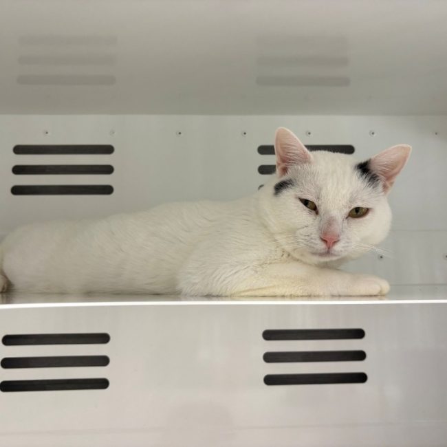 Boule - Chat Européen à adopter