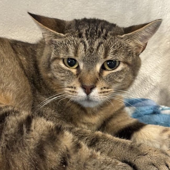 Zoa - Chat Européen à adopter