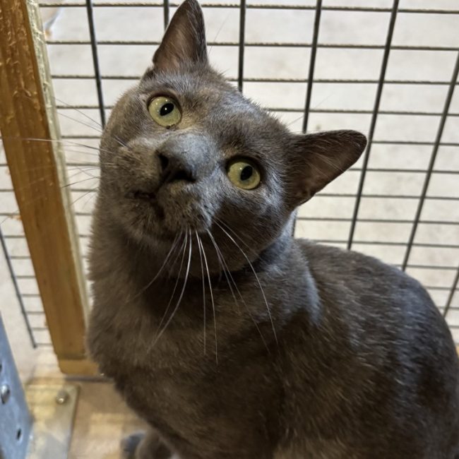 Oak - Chat Européen à adopter