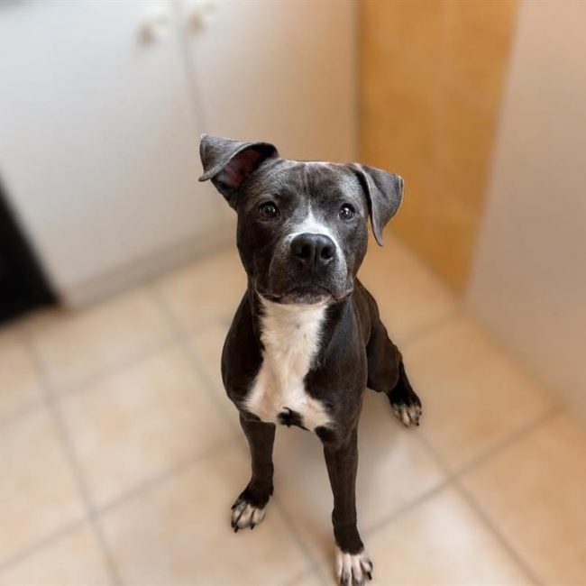 AÏko - Chien à adopter