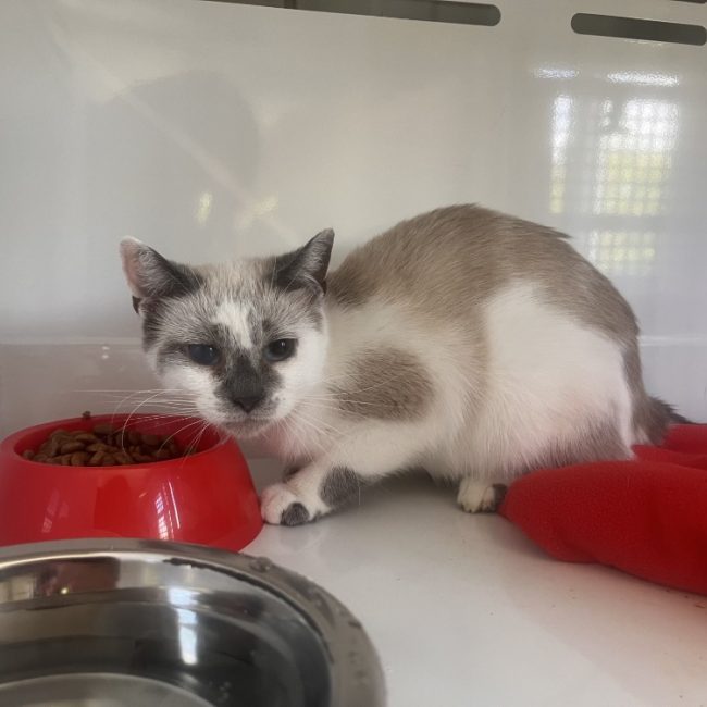 Crapule - Chat Européen à adopter