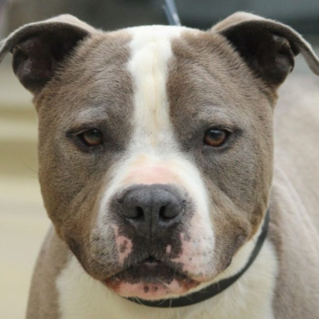 Obelix - Chien à adopter