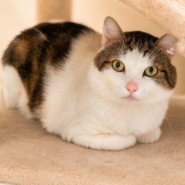 Cacahuete - Chat Européen à adopter