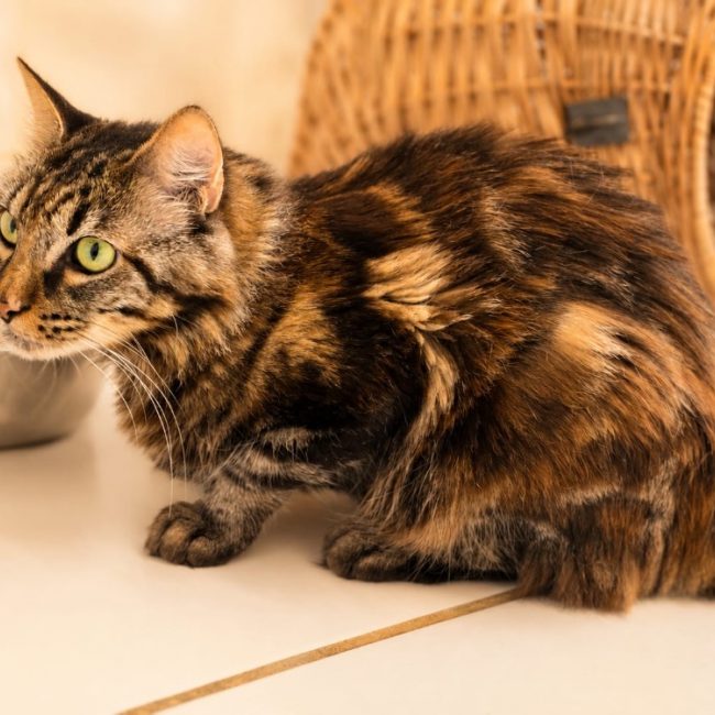 Dyna - Chat Européen à adopter