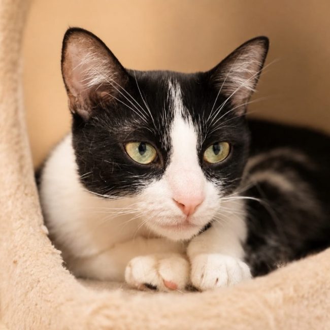 Judith - Chat Européen à adopter