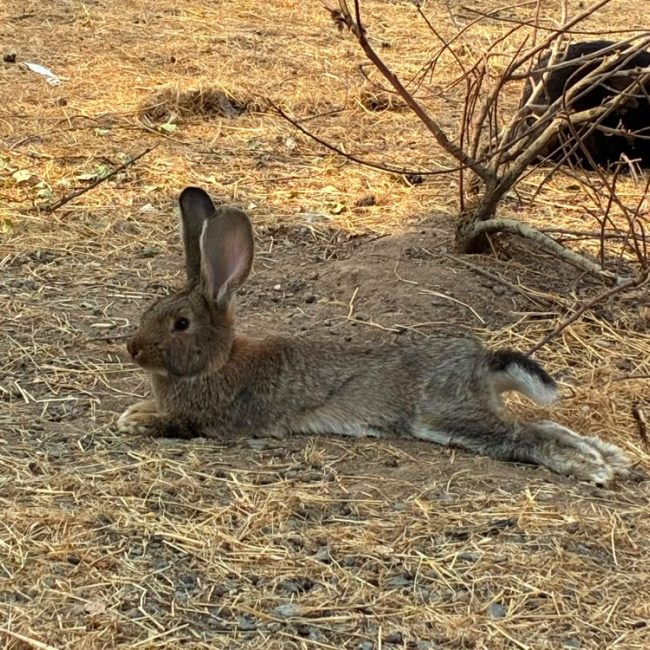 Jorah - Rongeur Lapin à adopter