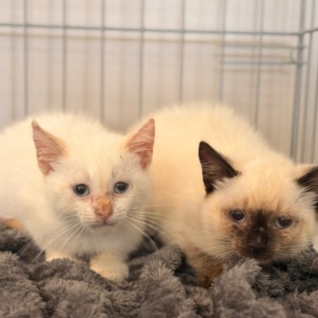 Am - Chat Européen à adopter