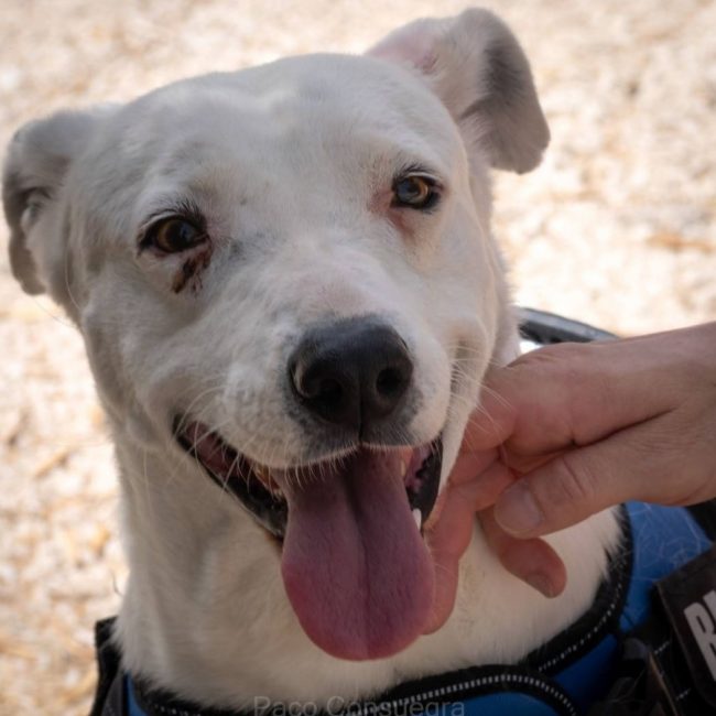 BELLA - Chien à adopter