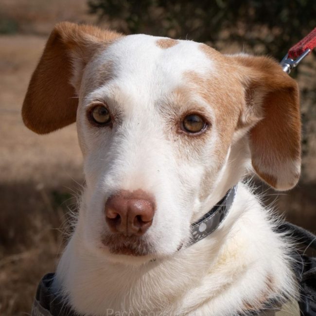 ODI - Chien à adopter