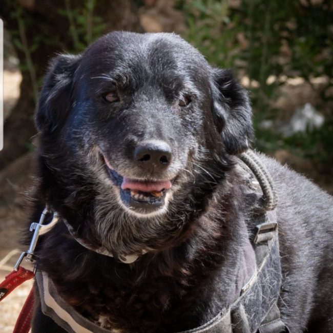 MELEK - Chien à adopter