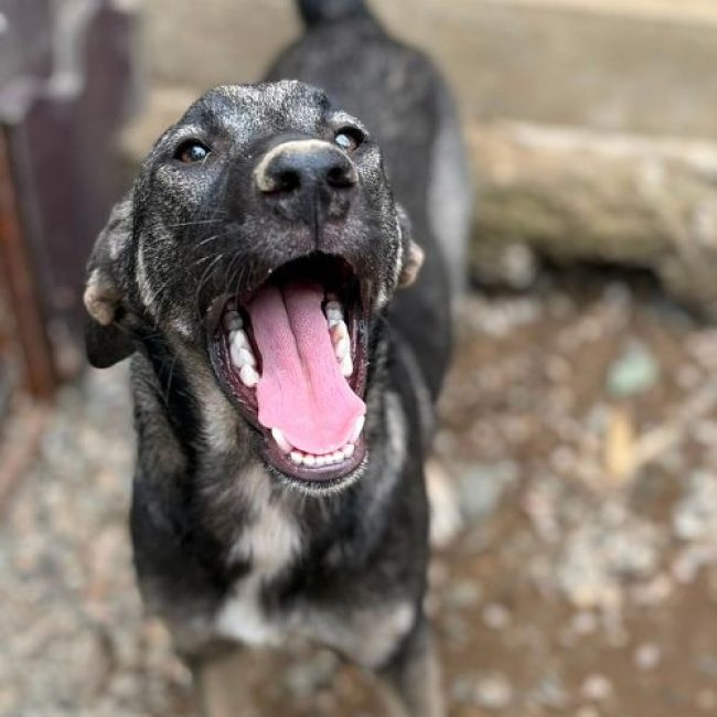 SISTA - Chien à adopter
