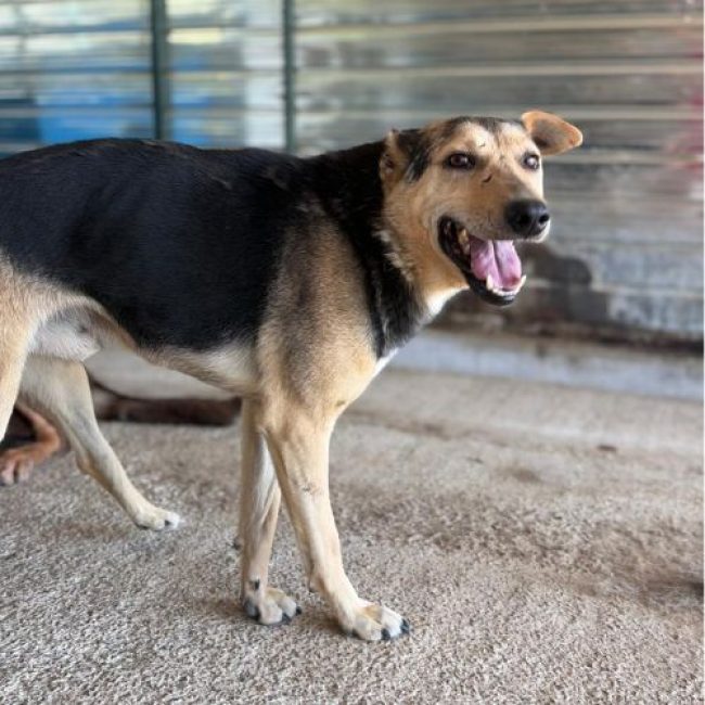 JIMBO - Chien à adopter