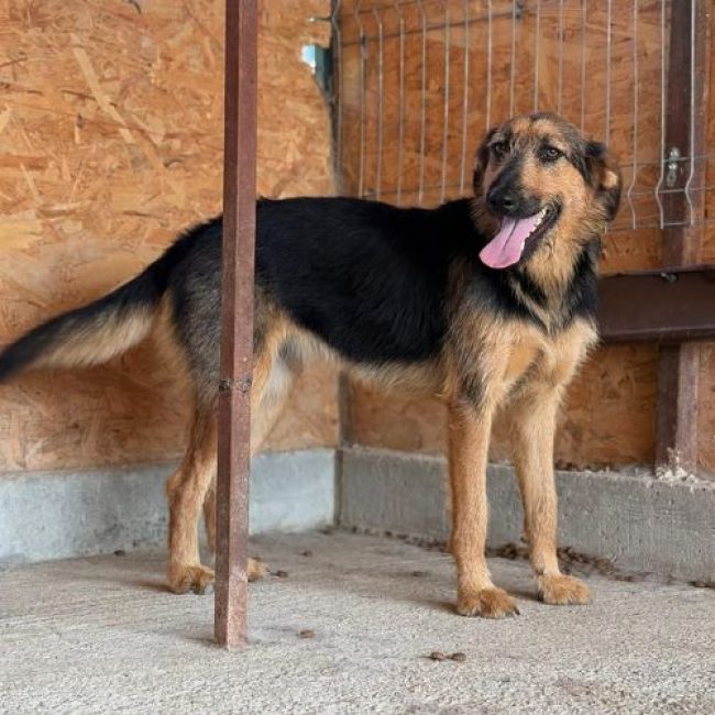 PRALINE - Chien à adopter
