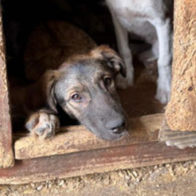 ROMAN - Chien à adopter