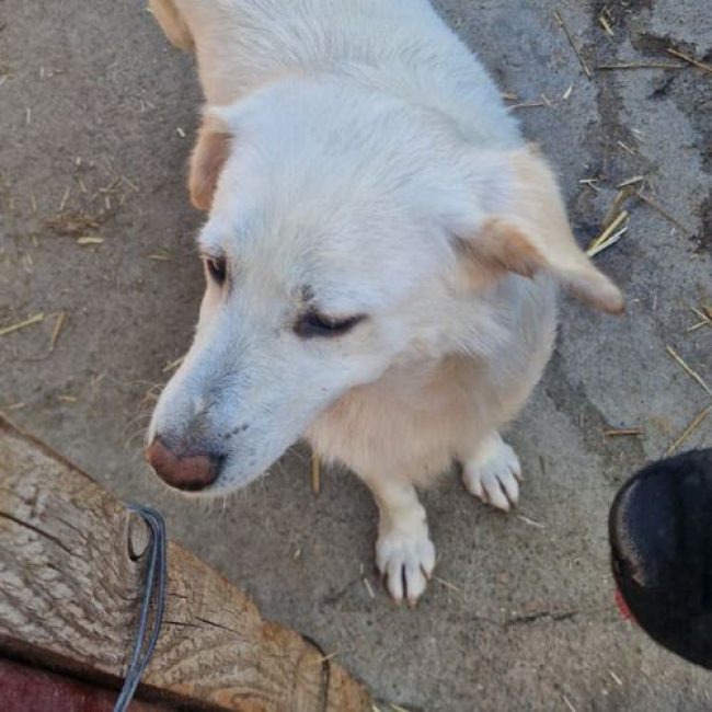 SWEETY - Chien à adopter