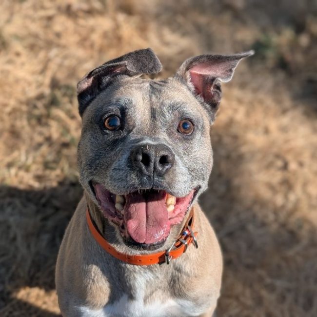 Mike - Chien à adopter