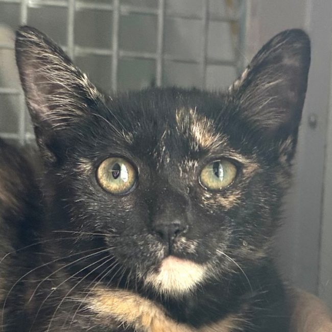 Ninja - Chat à adopter