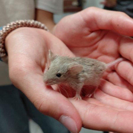 Kemen - Rongeur Souris à adopter
