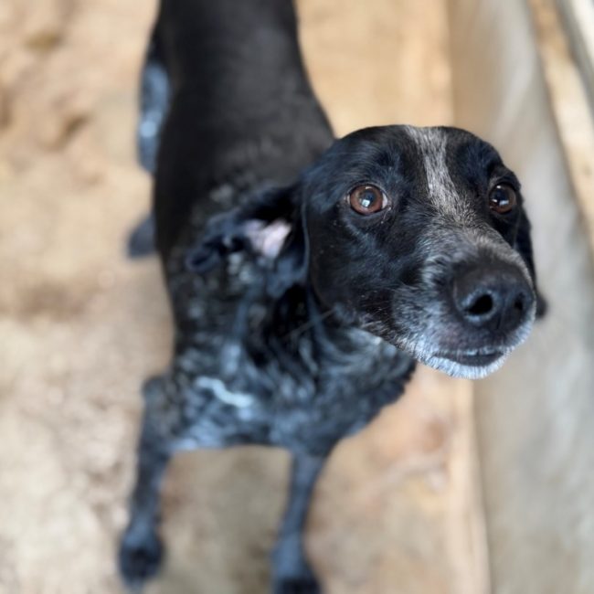 Sephora - Chien à adopter