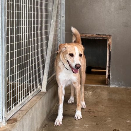 Aloha - Chien à adopter