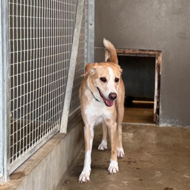 Aloha - Chien à adopter
