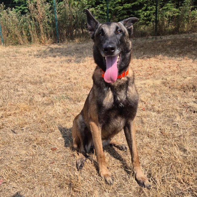 Ghost - Chien Berger Belge Malinois à adopter