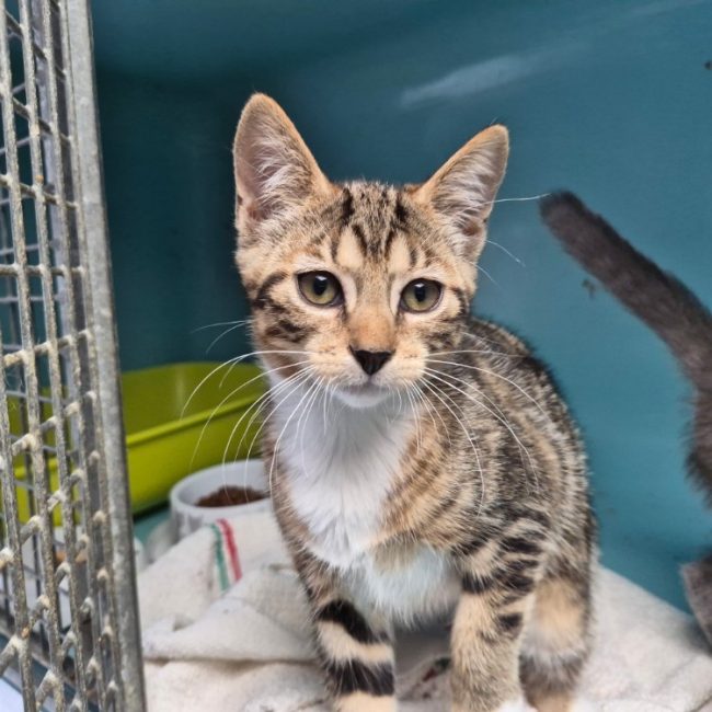 Twix - Chat Européen à adopter