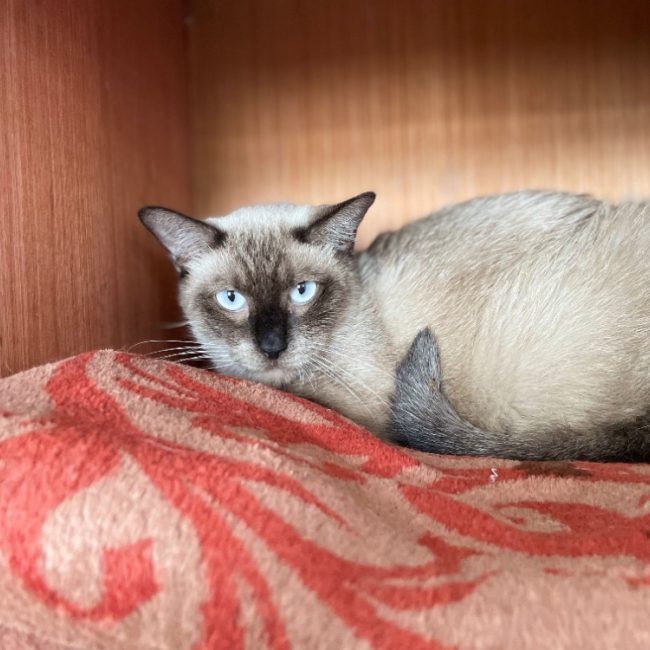 Zeus - Chat Européen à adopter