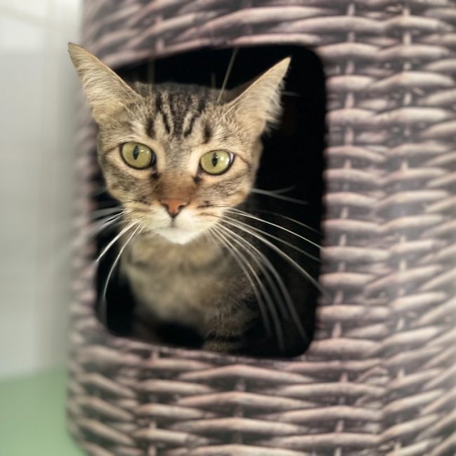 Mimine - Chat Européen à adopter