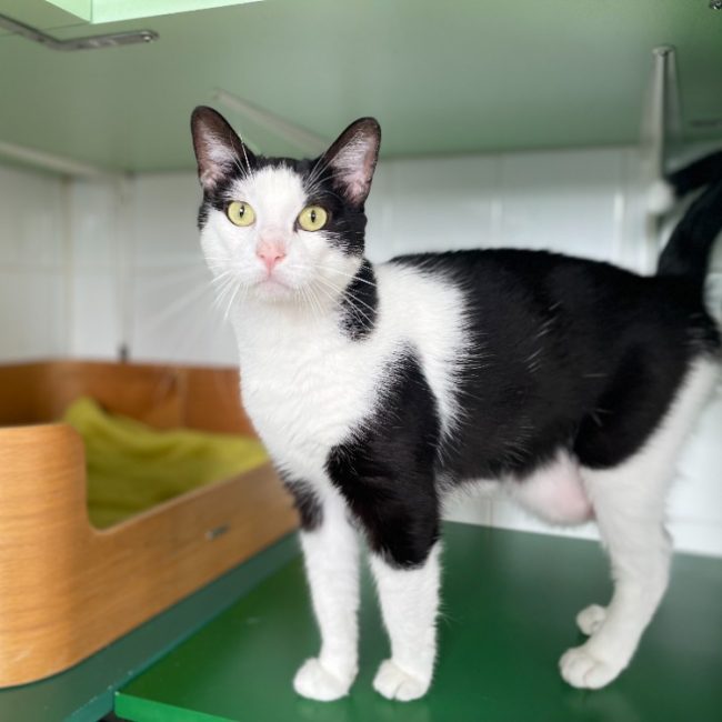 David - Chat Européen à adopter