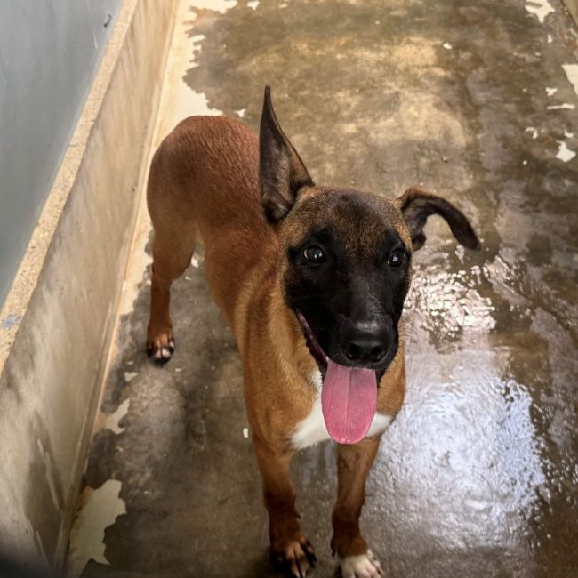 Milton - Chien Berger Belge Malinois à adopter