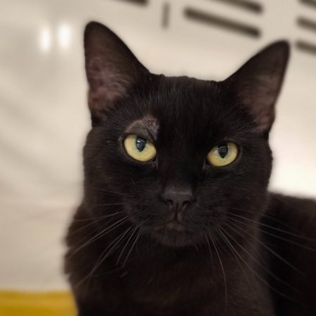 Brendy - Chat Européen à adopter