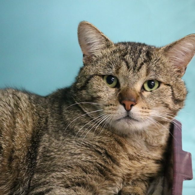 Bugatti - Chat Européen à adopter