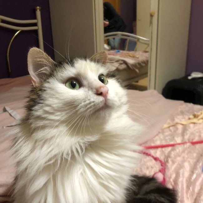 Maestro - Chat Européen à adopter