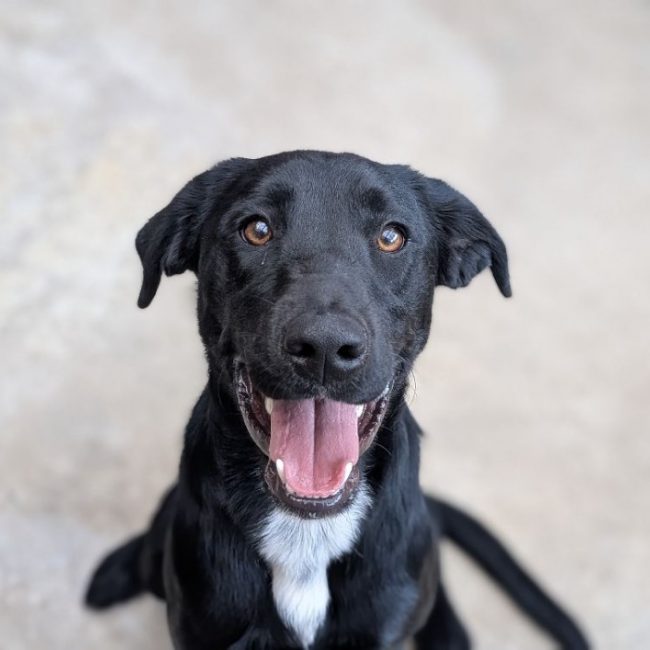 Cambouis - Chien à adopter