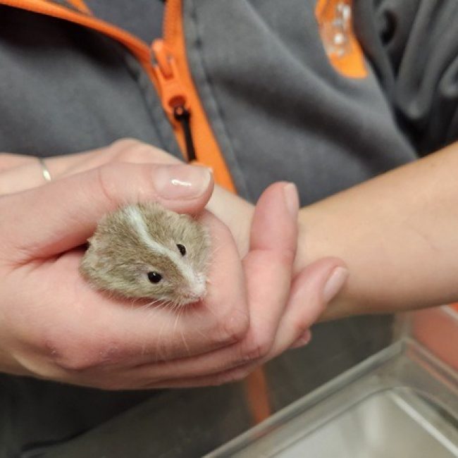 Jerry qnac - Rongeur Souris à adopter