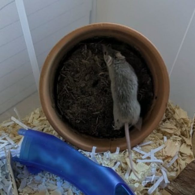 Mojito qnac - Rongeur Souris à adopter