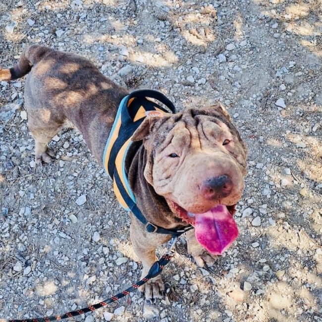 Milka - Chien à adopter