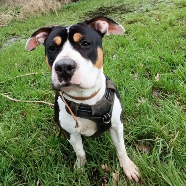 Oslo - Chien à adopter
