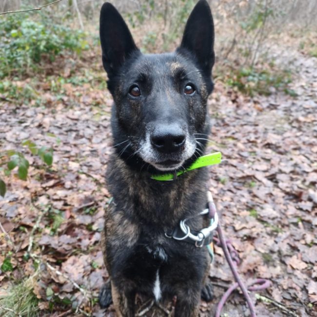 Pablo - Chien Berger Hollandais à adopter