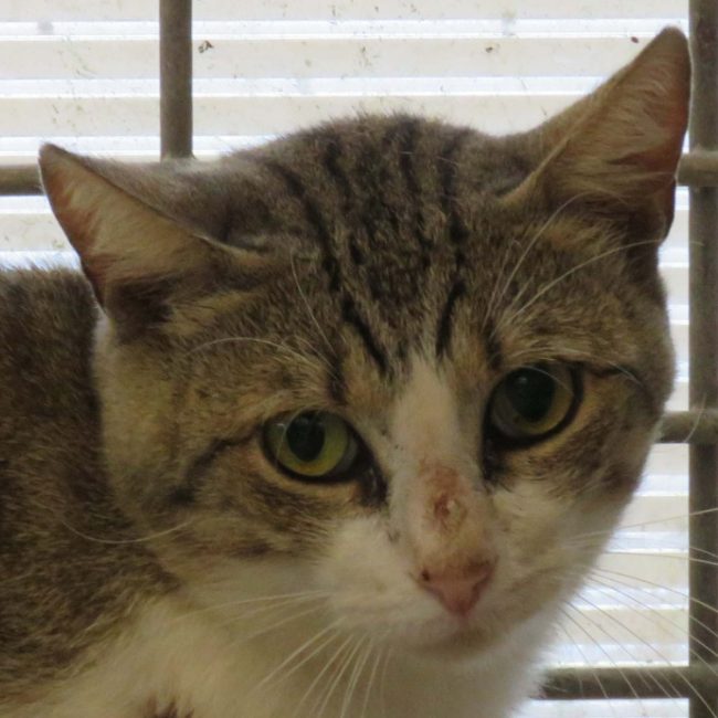 Sully - Chat Européen à adopter