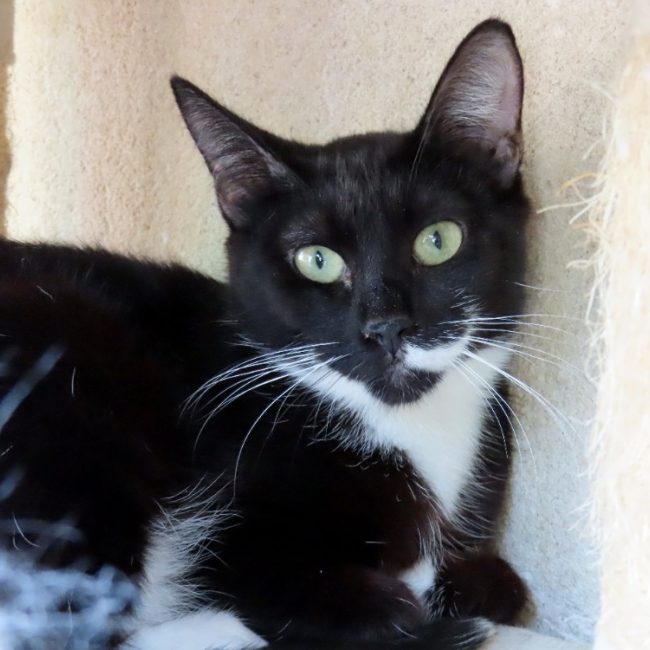 Fleur - Chat Européen à adopter