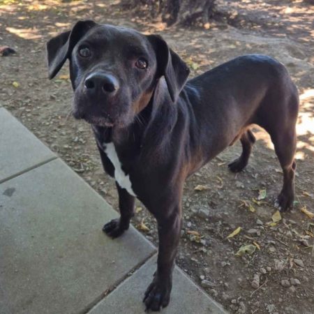 Marcus - Chien à adopter